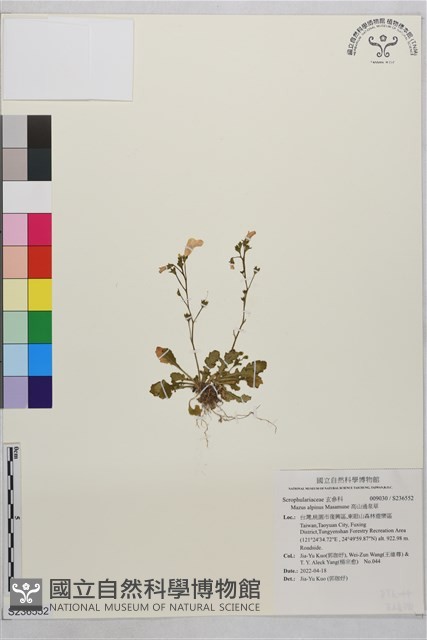 高山通泉草藏品圖，第1張