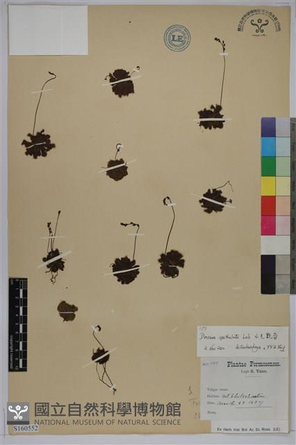 小毛氈苔藏品圖，第1張