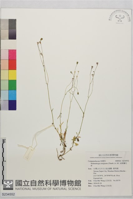 細葉蘭花參藏品圖，第1張