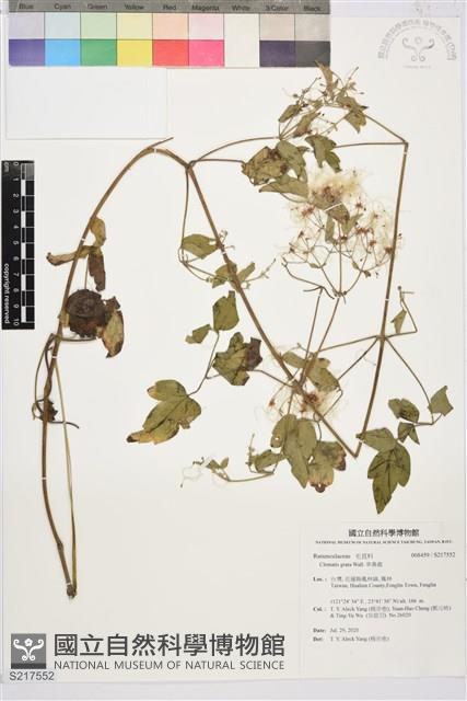 串鼻龍藏品圖，第1張