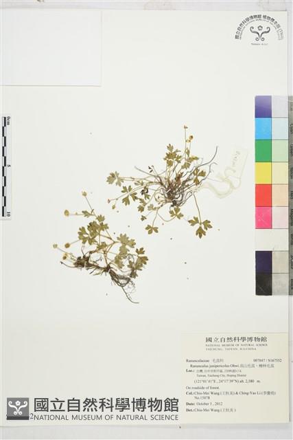 高山毛茛、檜林毛茛藏品圖，第1張