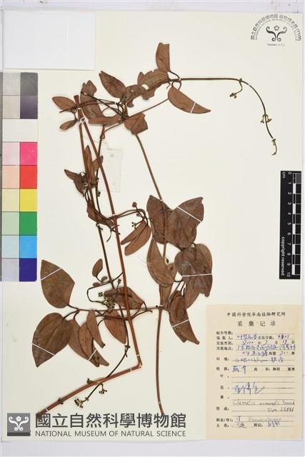 小木通藏品圖，第1張