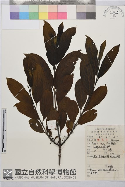凍綠藏品圖，第1張