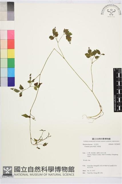 串鼻龍藏品圖，第1張