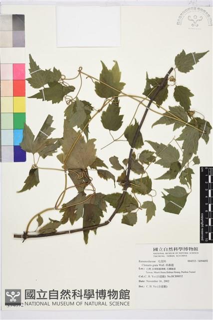 串鼻龍藏品圖，第1張