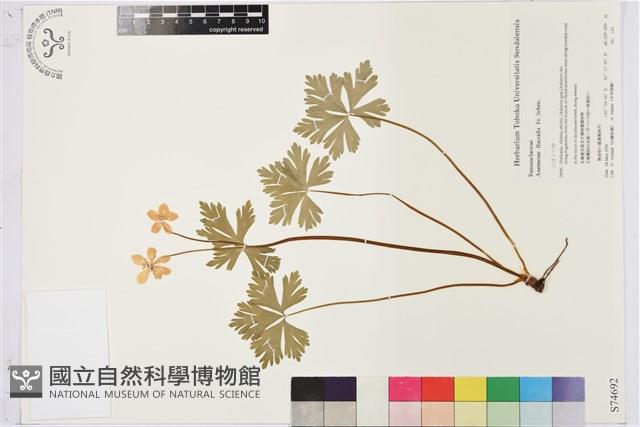 鵝掌草藏品圖，第1張