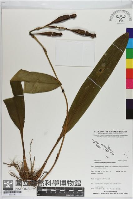 登錄號:S200092藏品圖，第1張