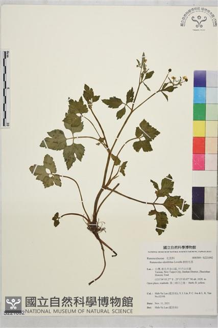 鉤柱毛茛藏品圖，第1張