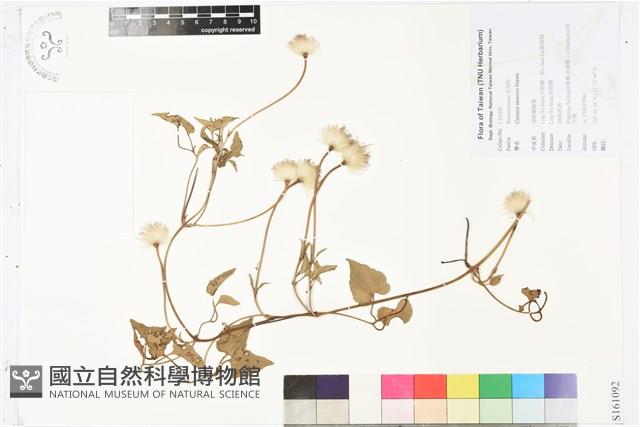 屏東鐵線蓮藏品圖，第1張