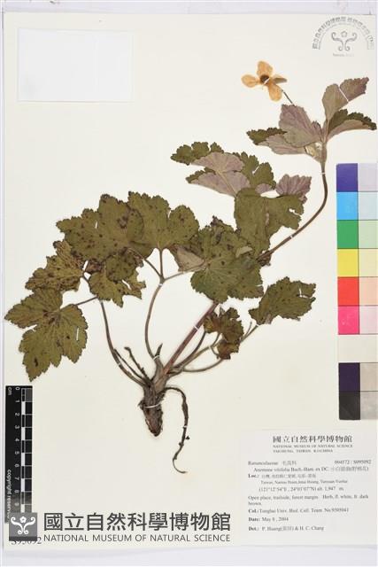 小白頭翁、野棉花藏品圖，第1張