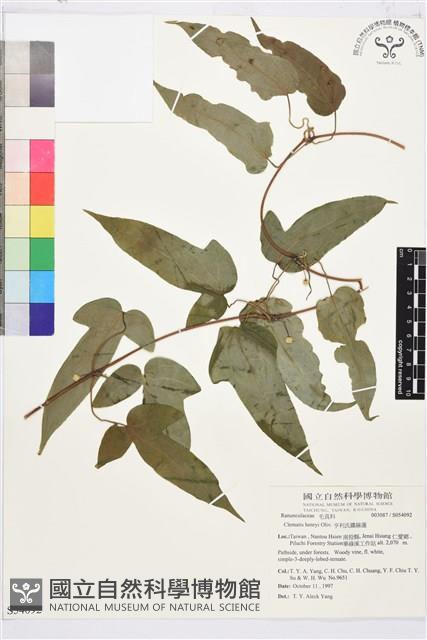 亨利氏鐵線蓮藏品圖，第1張