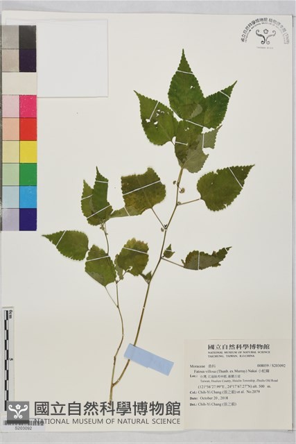 小蛇麻藏品圖，第1張