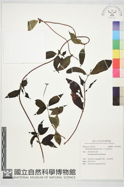 毛玉葉金花藏品圖，第1張