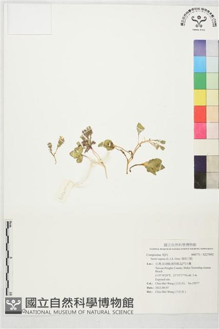 濱剪刀股藏品圖，第1張