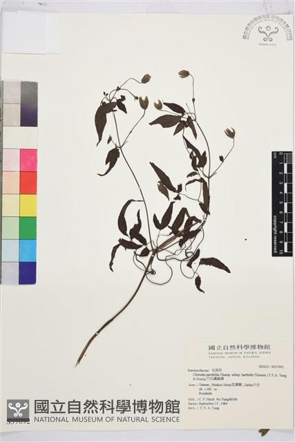 巴氏鐵線蓮藏品圖，第2張