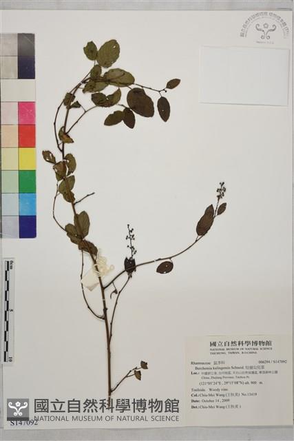 牯嶺勾兒菜, 臺灣黃鱔藤藏品圖，第1張