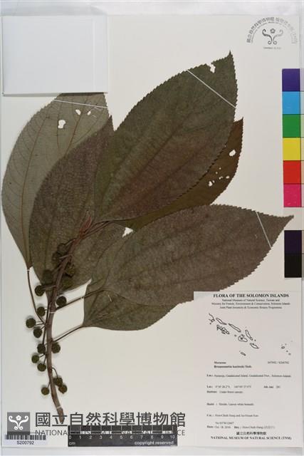 小構樹藏品圖，第1張