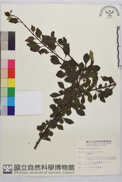 Little-leaf Buckthorn Collection Image