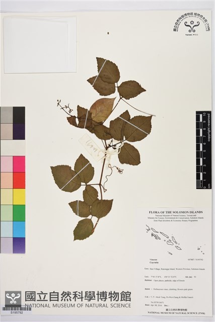 登錄號:S195792藏品圖，第1張