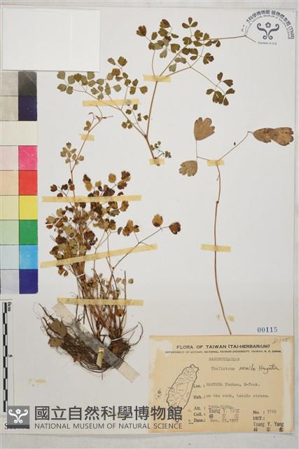 玉山唐松草藏品圖，第1張