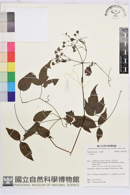 登錄號:S224792藏品圖，第1張