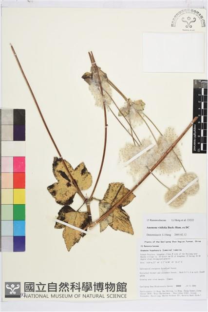 小白頭翁、野棉花藏品圖，第1張