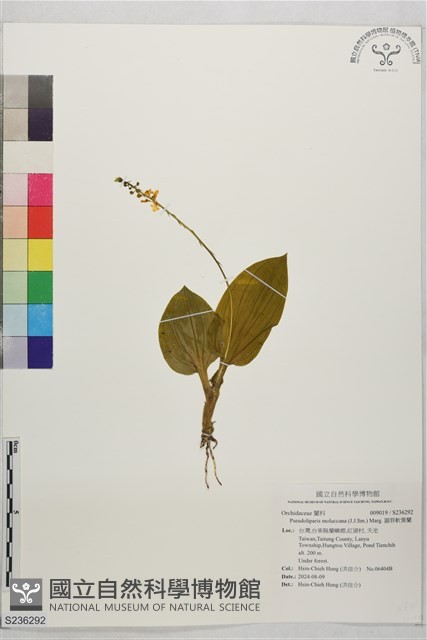 圓唇軟葉蘭藏品圖，第1張