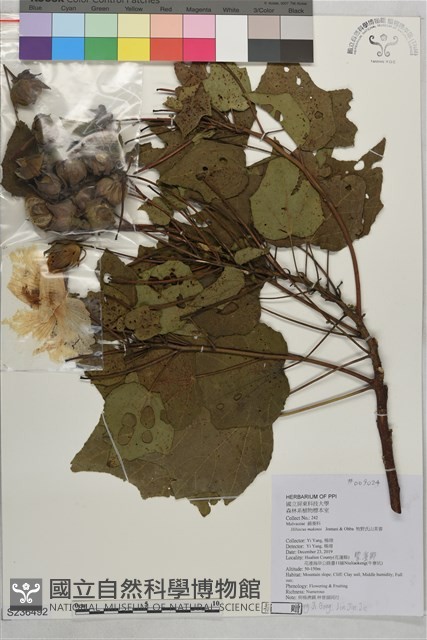 牧野氏山芙蓉藏品圖，第1張