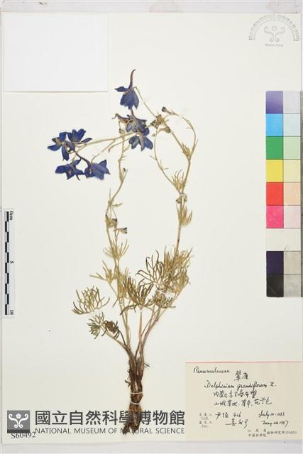 大花飛燕草藏品圖，第1張