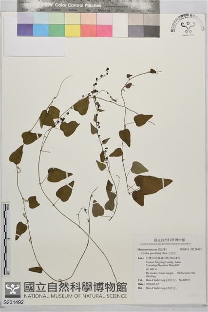 土防己藏品圖，第1張