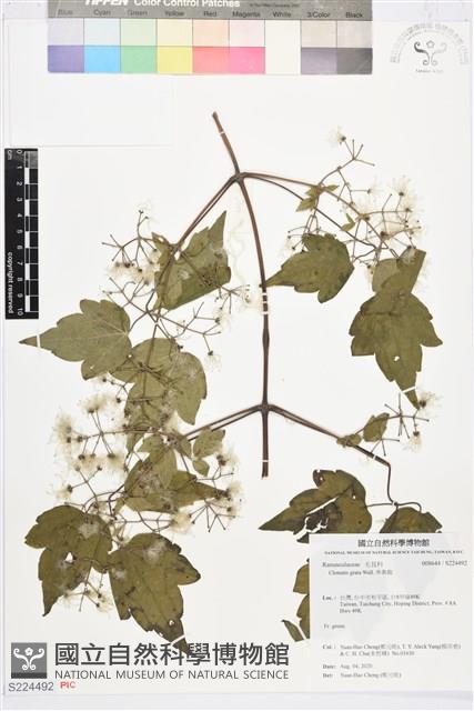 串鼻龍藏品圖，第1張