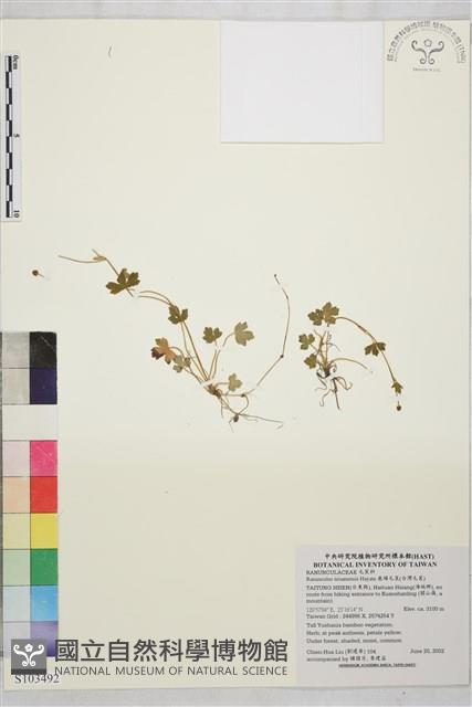 鹿場毛茛藏品圖，第1張