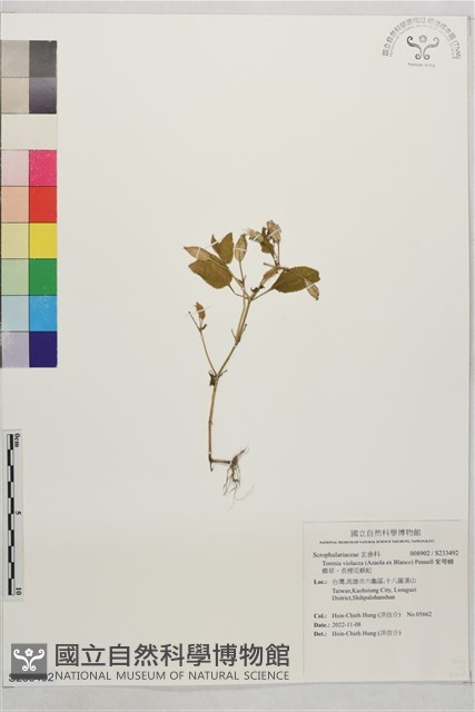 紫萼蝴蝶草、長梗花蜈蚣藏品圖，第1張