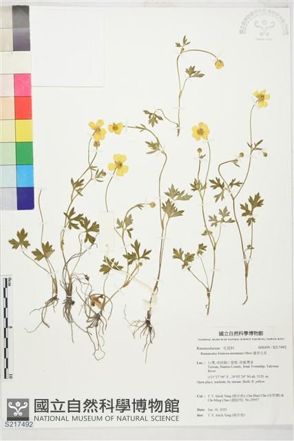 蓬萊毛茛藏品圖，第1張