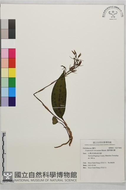 蓬萊隱柱蘭藏品圖，第1張