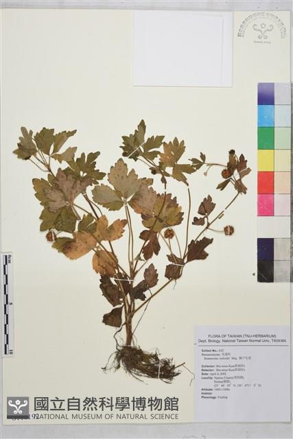 辣子草、揚子毛茛藏品圖，第1張