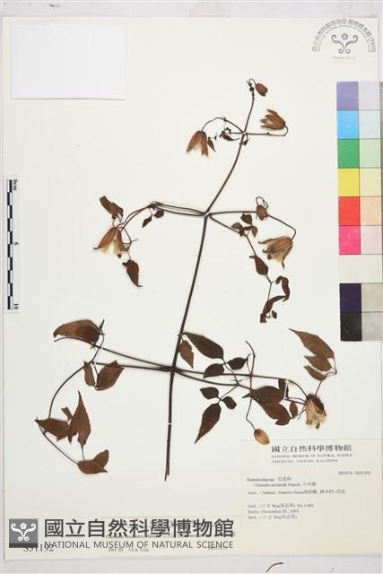 Accession Number:S031192 Collection Image