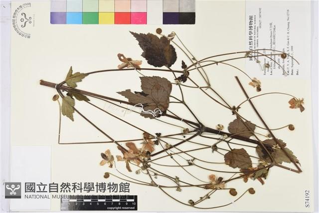 登錄號:S074192藏品圖，第1張