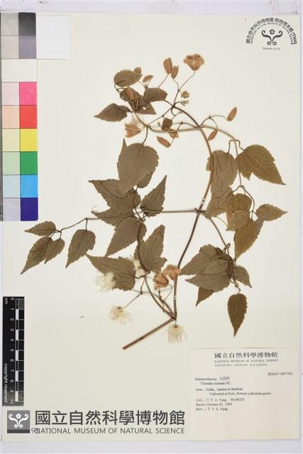 合柄鐵線蓮藏品圖，第1張