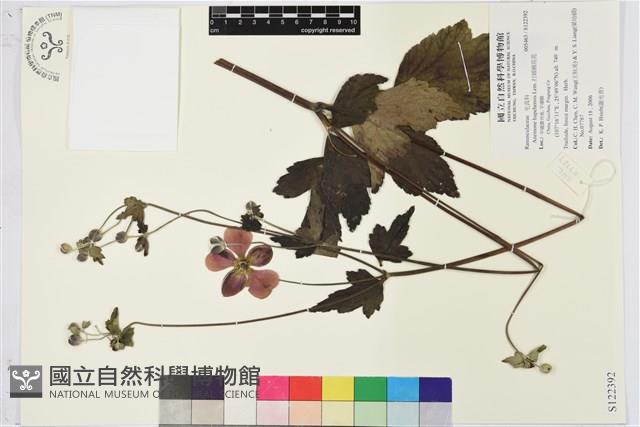 打破碗花花藏品圖，第1張