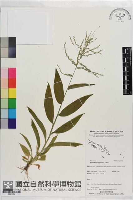 假淡竹葉藏品圖，第1張