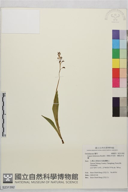 寶島羊耳蒜、寶島羊耳蘭藏品圖，第1張