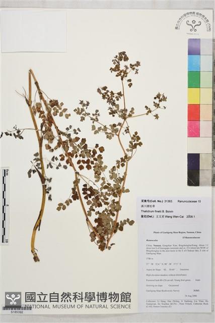 滇川唐松草藏品圖，第1張