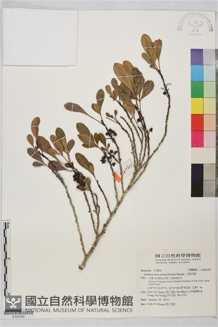 三葉花椒藏品圖，第1張