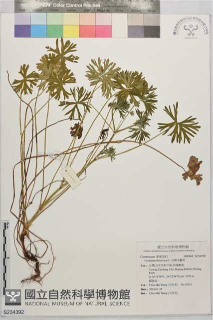 刻葉老鸛草藏品圖，第1張