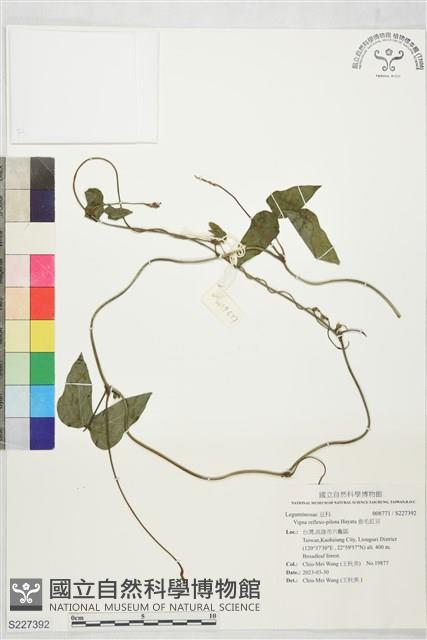 曲毛豇豆藏品圖，第1張