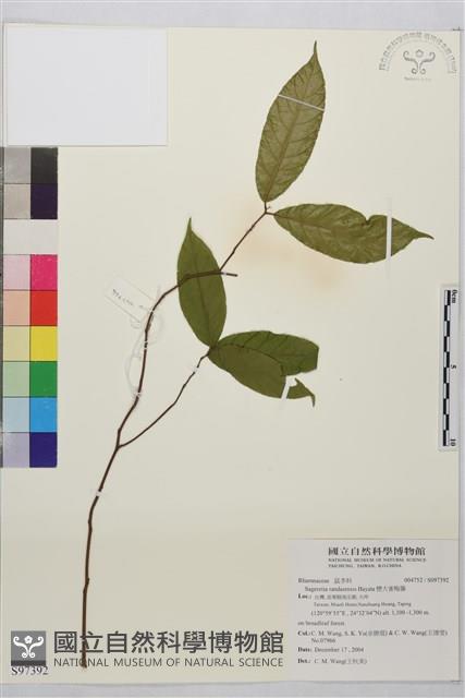 巒大雀梅藤藏品圖，第1張