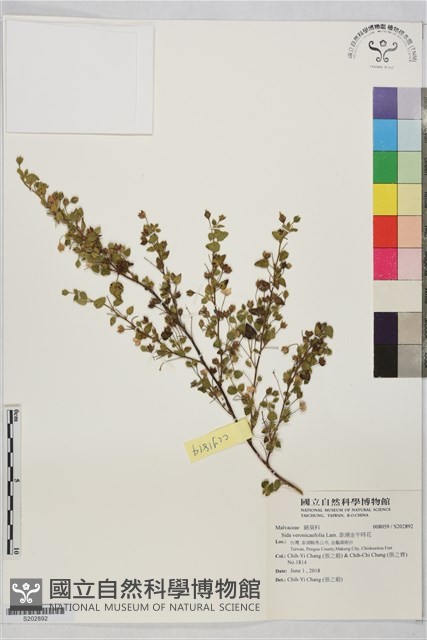 澎湖金午時花藏品圖，第1張