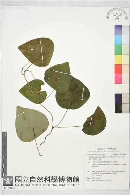 千金藤、金線吊烏龜藏品圖，第1張