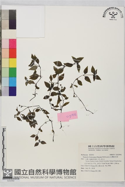 台灣新耳草藏品圖，第1張